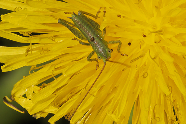 Neanidi di Tettigonia sp.